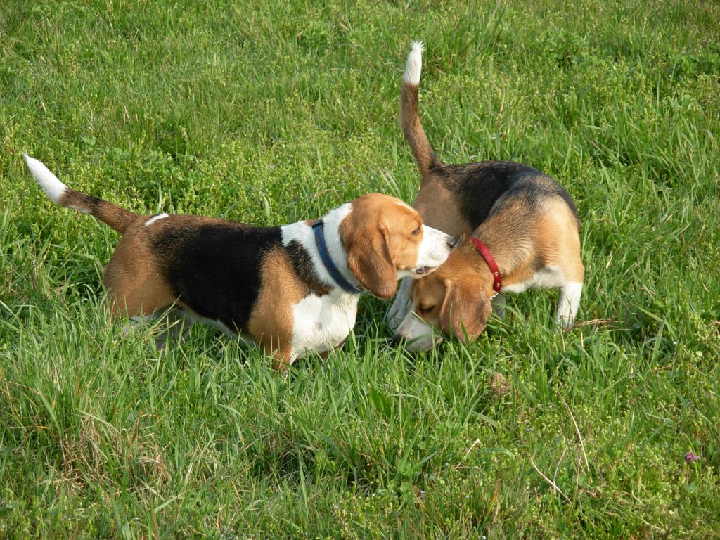Teo e Nike